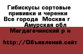 Гибискусы сортовые, прививки и черенки - Все города, Москва г.  »    . Амурская обл.,Магдагачинский р-н